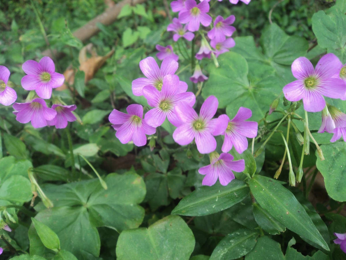 Oxalis debilis Kunth